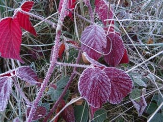 Bevroren rode herfstbladeren