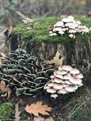 Herfst in Drenthe