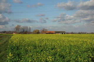 Het lijkt wel voorjaar, het koolzaad staat in bloei