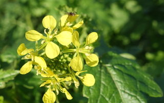 Het lijkt wel voorjaar, het koolzaad staat in bloei