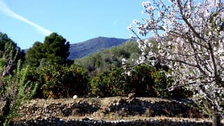 Jalon vallei, sinaasappels, amandelbloesem