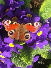 De lente is begonnen