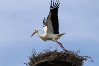 Ooievaar gaat op pad voor eten zodat de andere het nest warm kan houden. De lente is echt begonnen nu. .