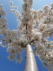 Lente is coming!