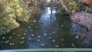 vijver in  berlare park