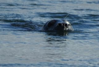 zeehond Findhorn Bay