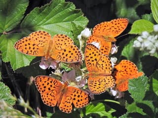 Braamparelmoer vlinders