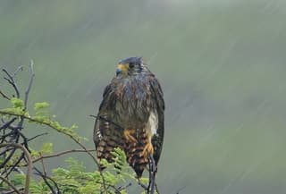 Torenvalk in hoosbui....