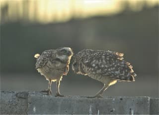 Uilen romantiek bij opkomende zon ...