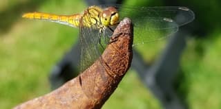 Libelle