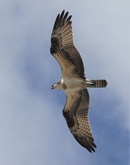 Visarend in vogelvlucht