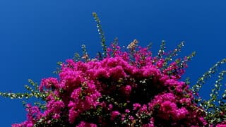Zomerbloeier