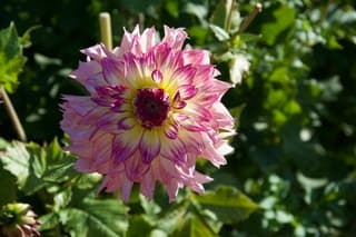 Dahlia