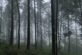 Regen im das wald, Duitsland