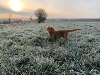 Rijp op het land