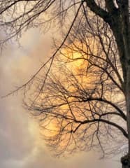 Zon door de bomen