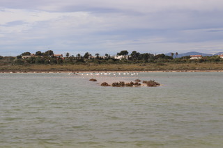 FlamingoÂ´s op de zoutmeren bij Santa Pola