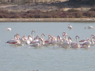 FlamingoÂ´s eten in de zon bij zoutmeren van La Marina(Costa Blanca)