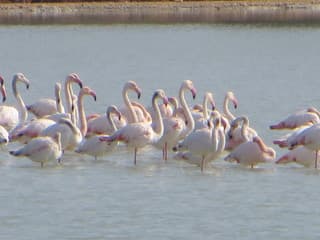 FlamingoÂ´s genieten in de zoutmeren.