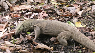 Indische Varaan 