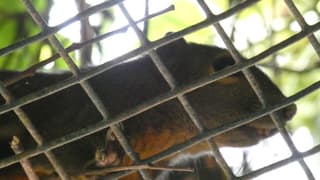 Eekhoorn in Singapore 