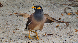Vogel in Singapore 