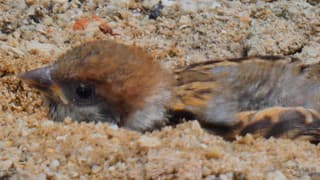 Mus koestert zich in het zand 