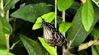 Vlinder vanmorgen bij de rijstvelden