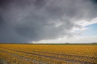 Bui boven crocusveld