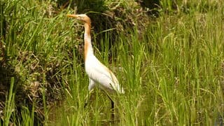 Kokokan in de rijstvelden