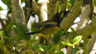 Bruine honingzuiger die is net zo behendig als de kolibrie
