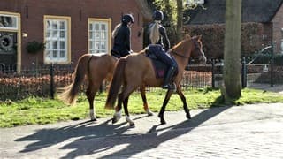 genieten in de zon van een ritje te paard