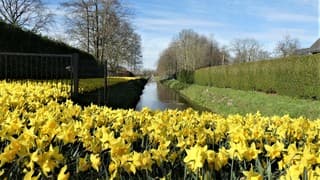een genot om de bloeiende narcissen in de zon te zien