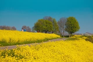 Lente op de dijk aan de maas