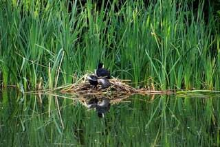 Bedtijd voor de meerkoetjes