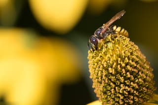 Bij op bloem