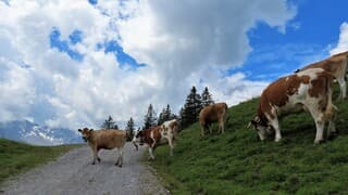 Alpen: onweer vanmiddag