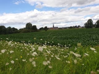 Wandelweer