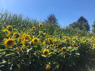 Zon, zon en nog eens zon.