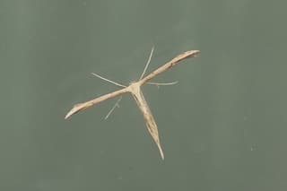 insect op een schuurdeur