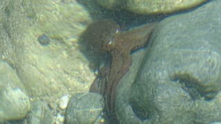 Octopussy.