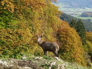 Gouden Herfst
