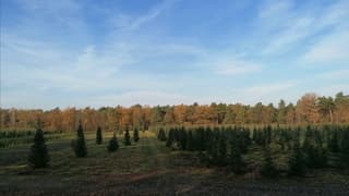 Kerstbomen klaar voor de kerst