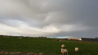 Regenwolken boven een schapen weiland