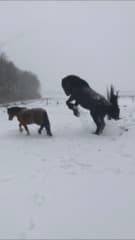 Paarden spelen in de sneeuw