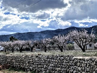 Witte amandelbloesem in de jalonvallei, Spanje.