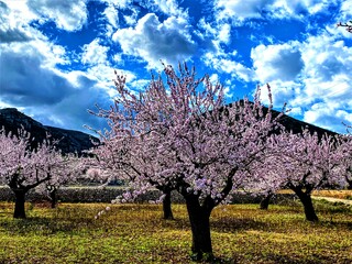 Amandelbloesem in de Jalonvallei, Spanje.
