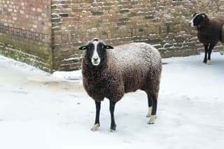 schaap in de kou