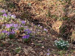 Lente