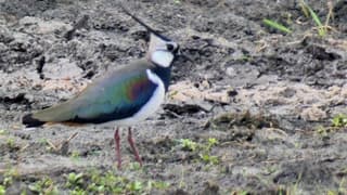Weidevogel zoals de kievit geven aan dat het Lente is